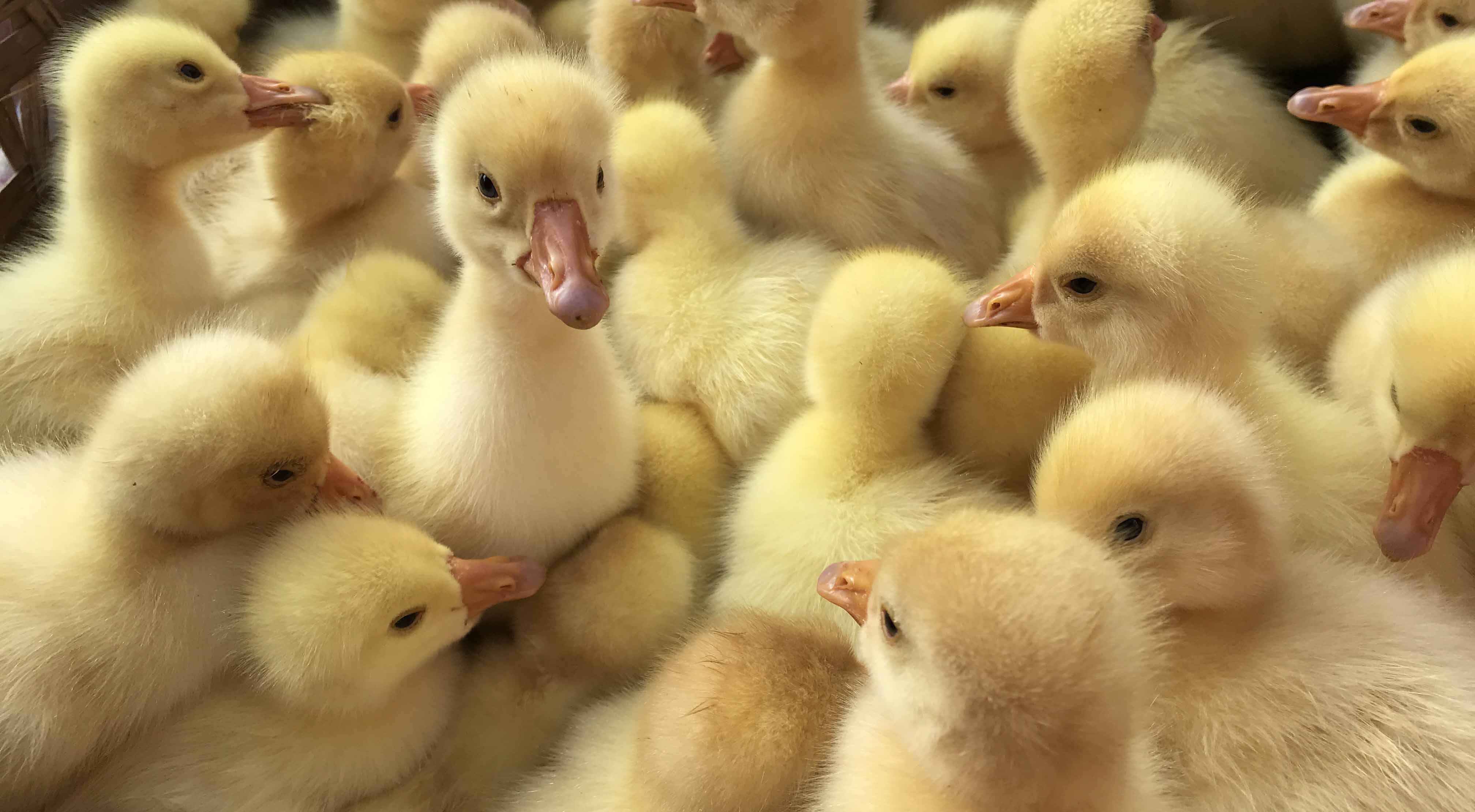 規模化養鴨場鴨糞新變化